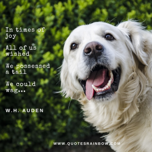 17 Beautiful WhatsApp Quotes of Dog love - quotesrainbow.com